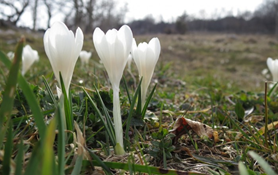 2022 2 22 sr Polonabeli žafrani